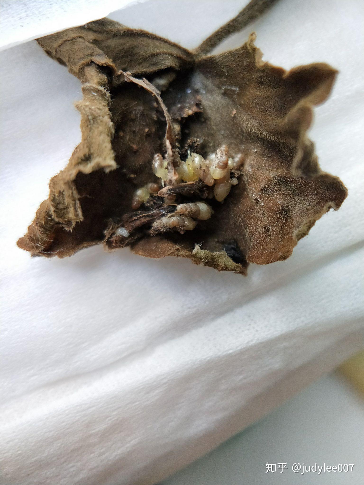 这个是钉螺吗血吸虫的那种