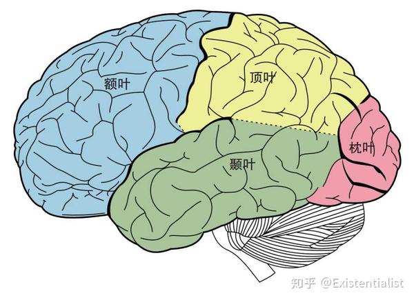 01 额叶 谁是 司令部 里的 总司令 知乎