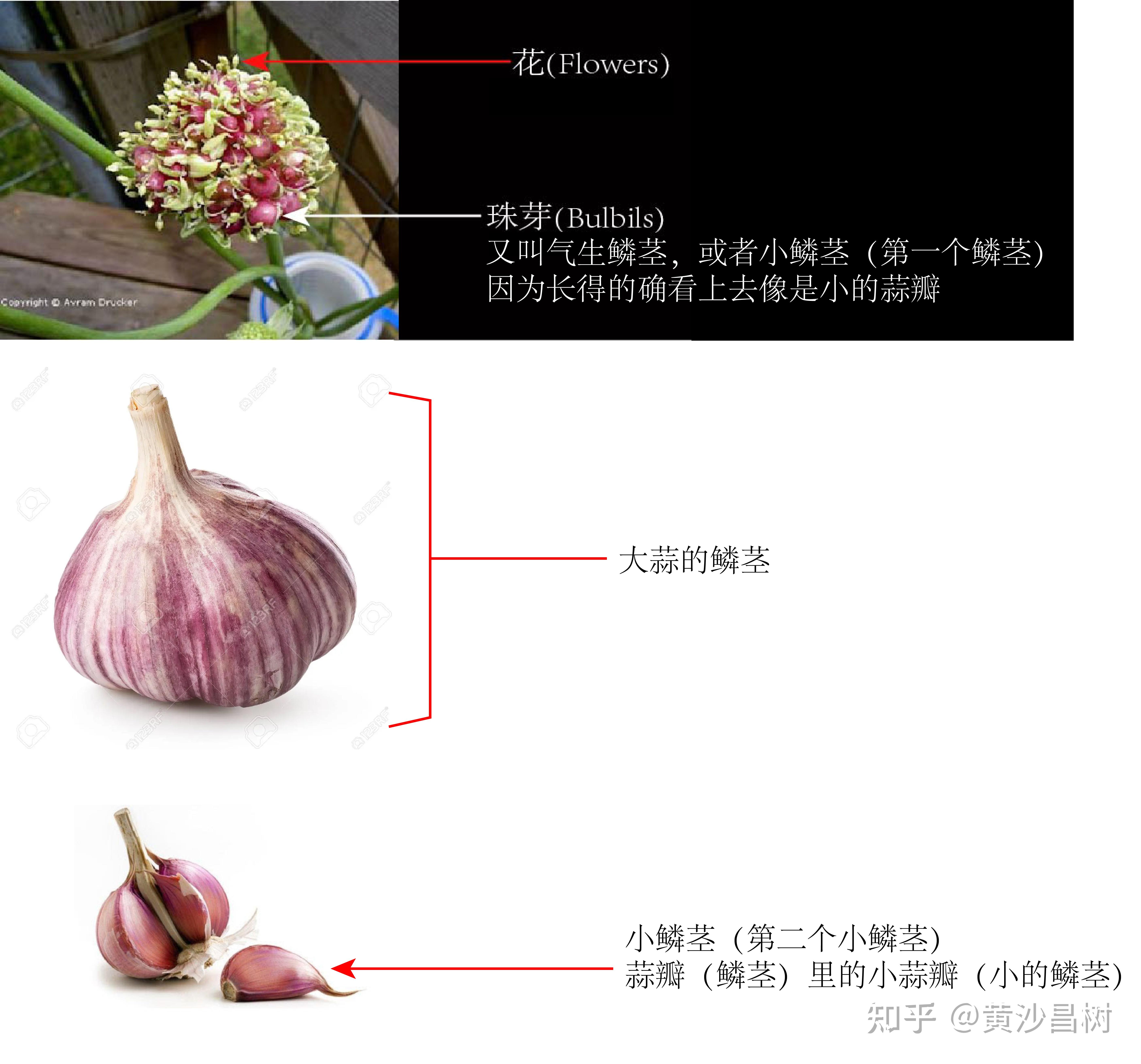 小鳞茎和珠芽究竟是什么关系