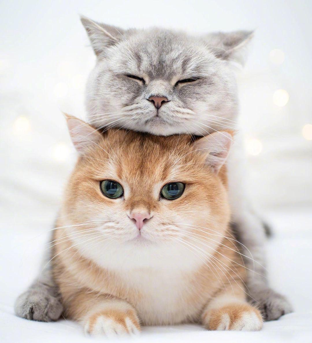 有哪些特别治愈的小动物的图片吗动图什么的都可以