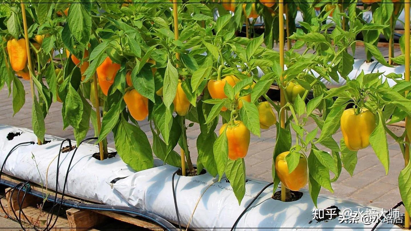 辣椒水培技巧揭秘，你不可不知的技巧- 知乎