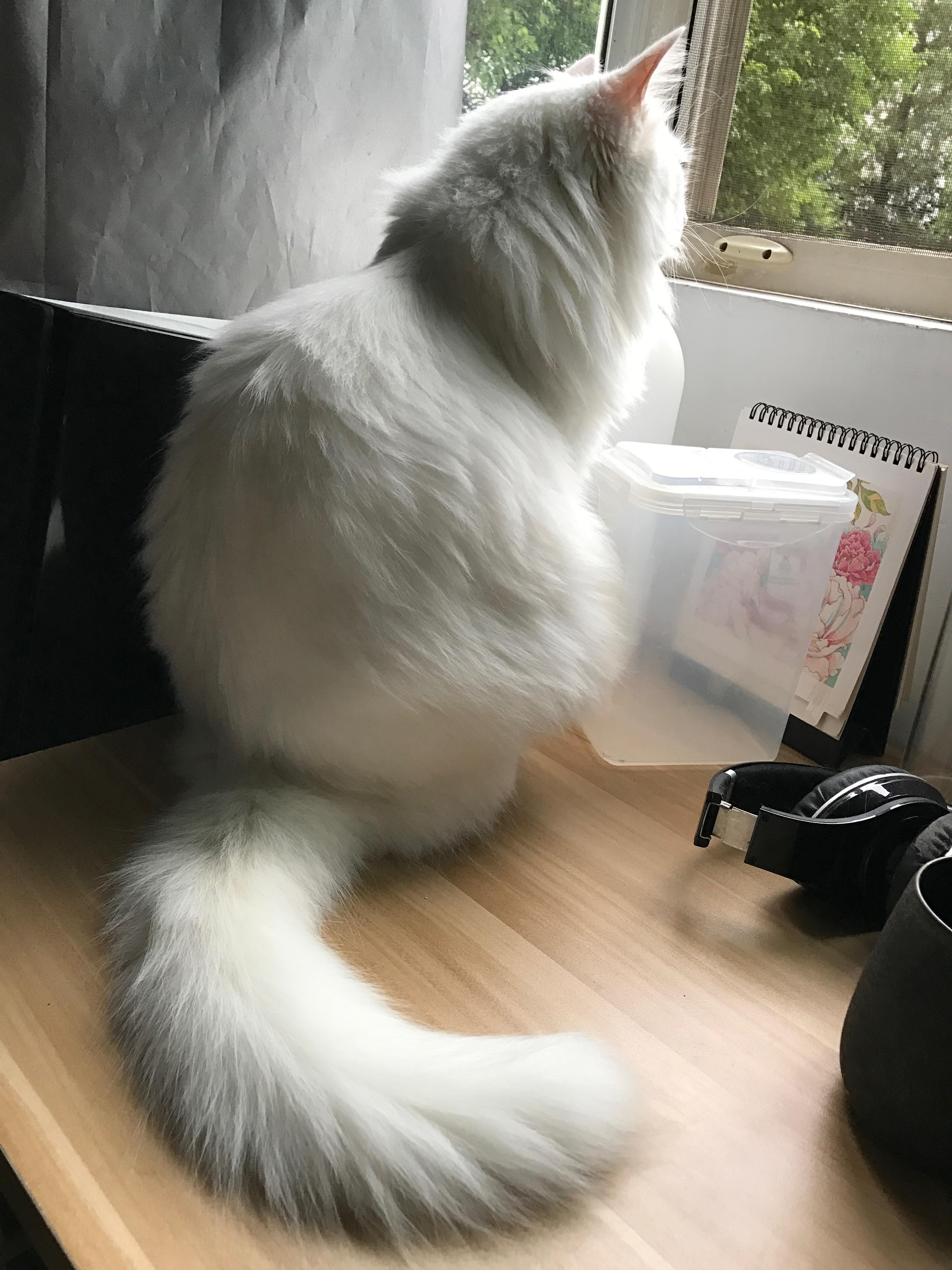 一只猫的剪影在窗口背景的 库存图片. 图片 包括有 毛皮, 视窗, 一个, 纵向, 位于, 宠物, 放松 - 126118751