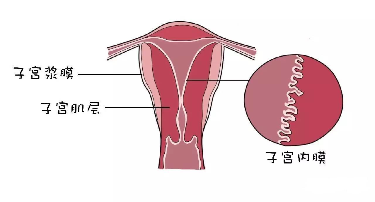 子宫图结构示意图（子宫图像详细图）
