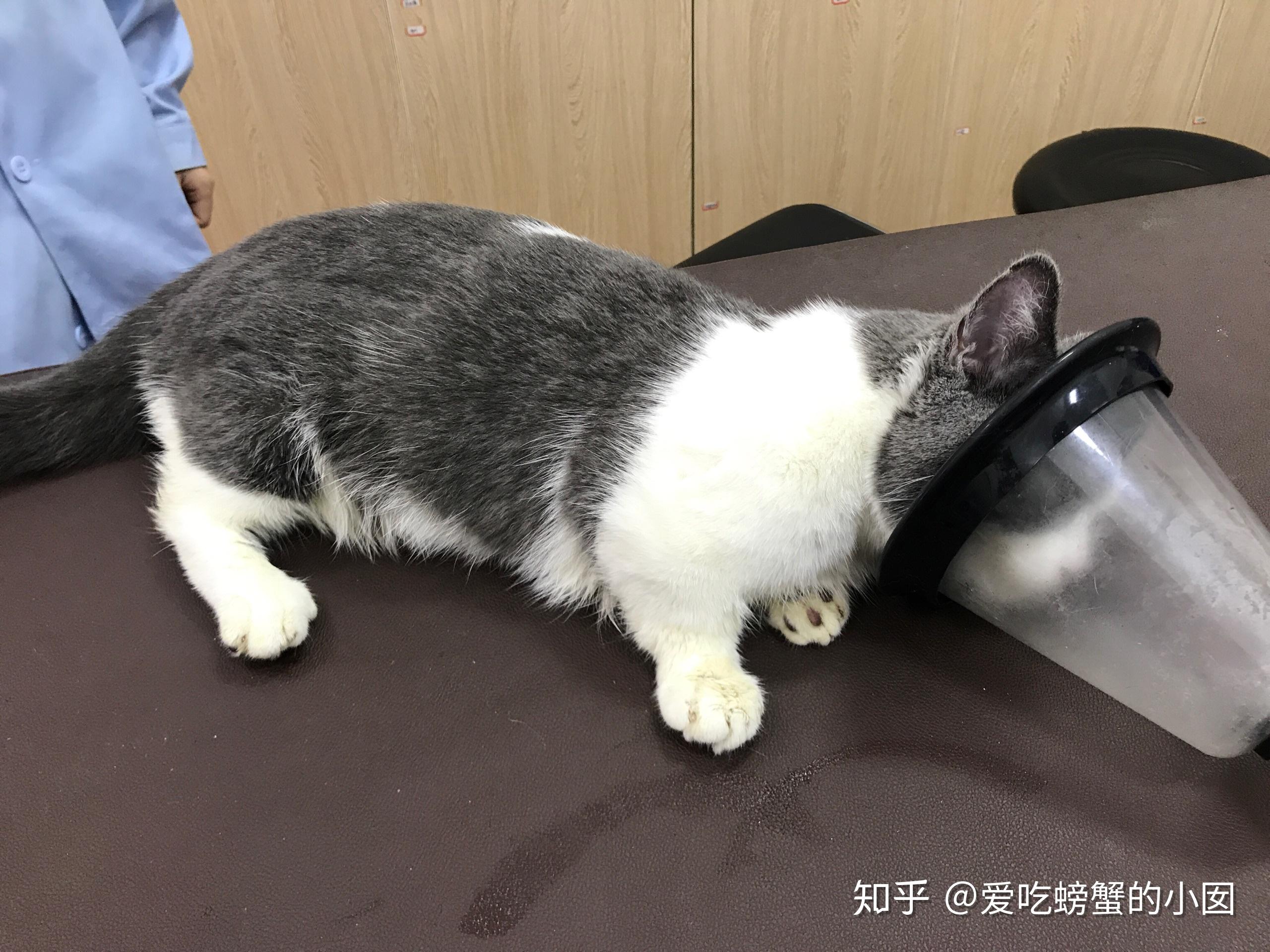 关于小猫咪肺水肿的问题希望有了解的猫友可以进来解答