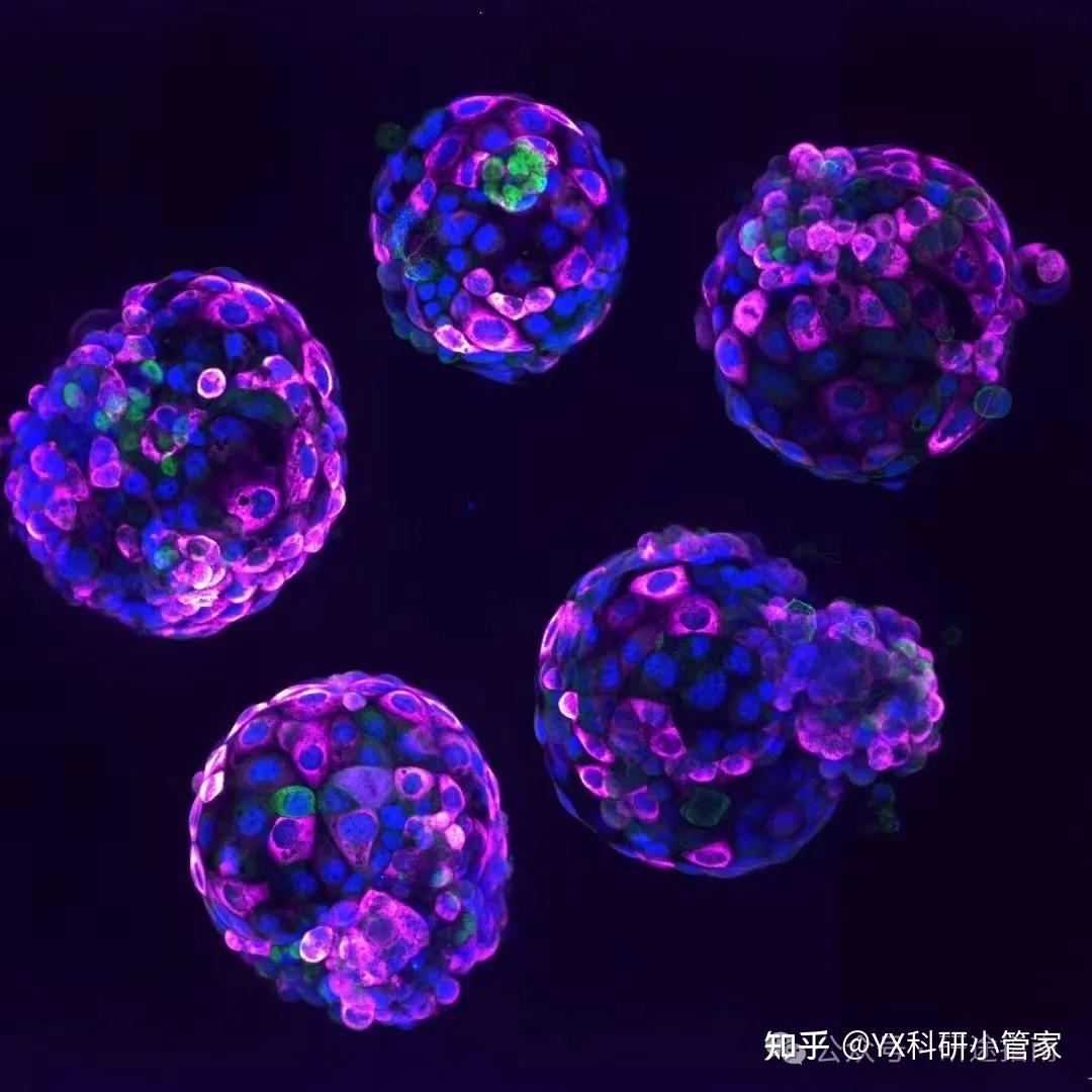 1+1>2的类器官免疫荧光染色 - 知乎