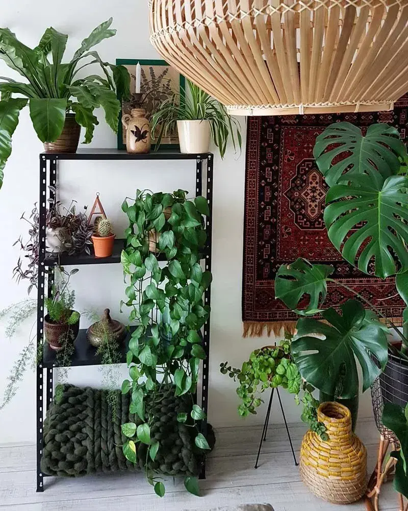 家居避暑6款绿植设计看英国博主打造绿植之家用了这些植物做布置