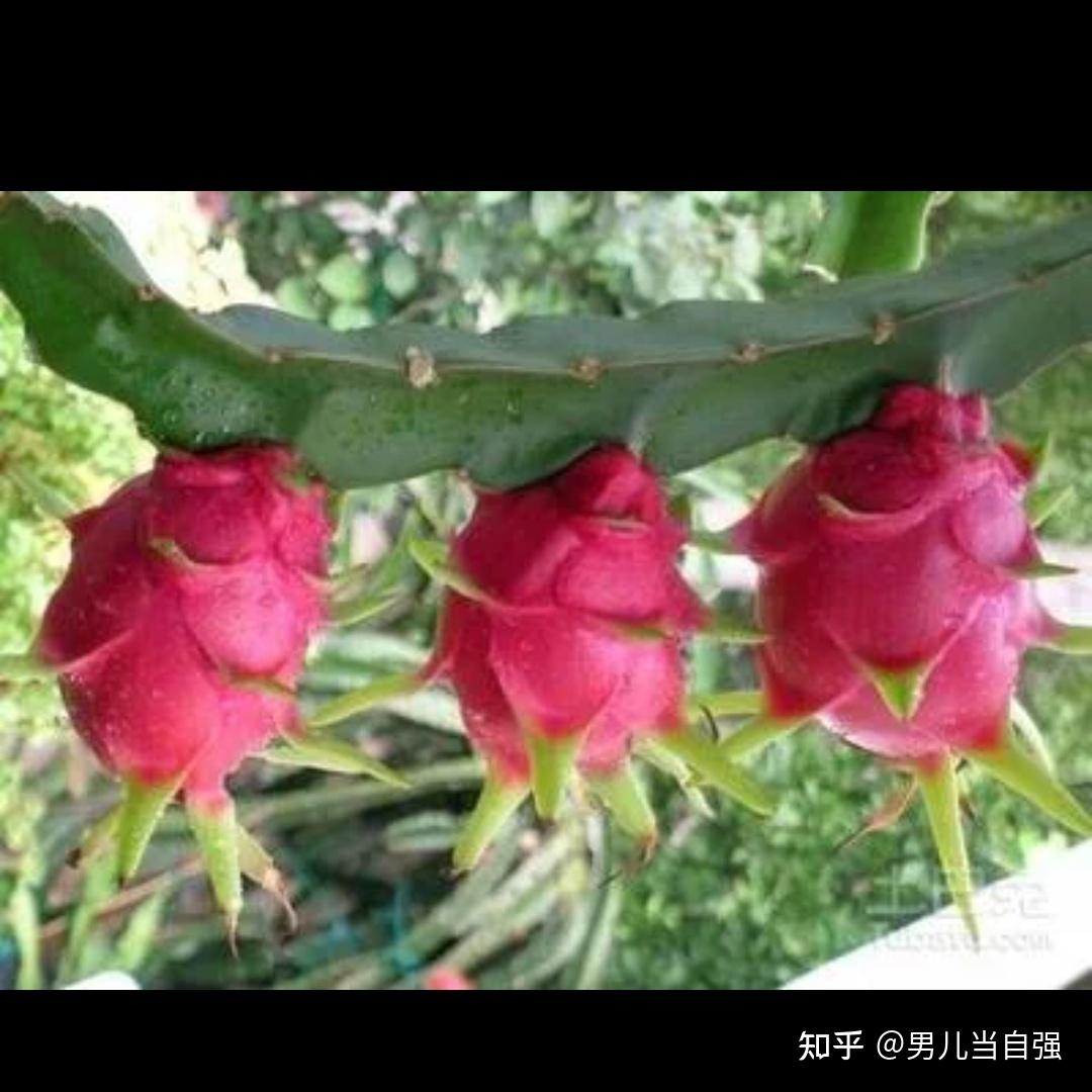 火龙果有什么功效和作用