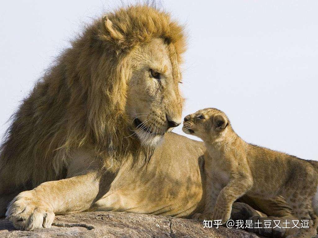 高清镜头下暴怒的母狮子怒吼着