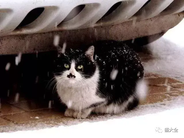 流浪猫 能帮我活过这个冬天吗 我也想有个家 知乎 流浪猫 能帮我活过这个冬天吗 我也想有个家 知乎