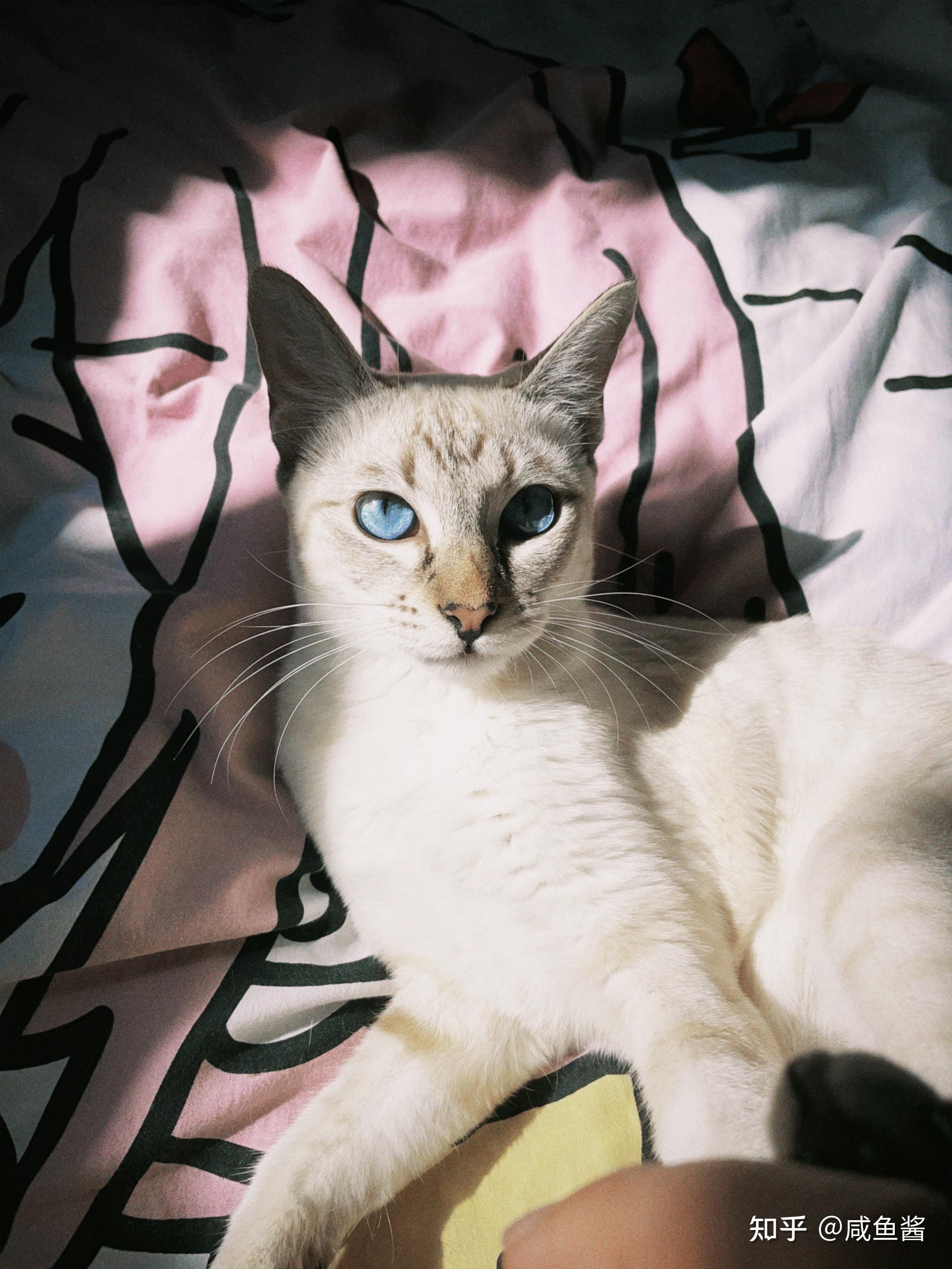 你们的虎斑暹罗猫长大了什么样子? - 知乎