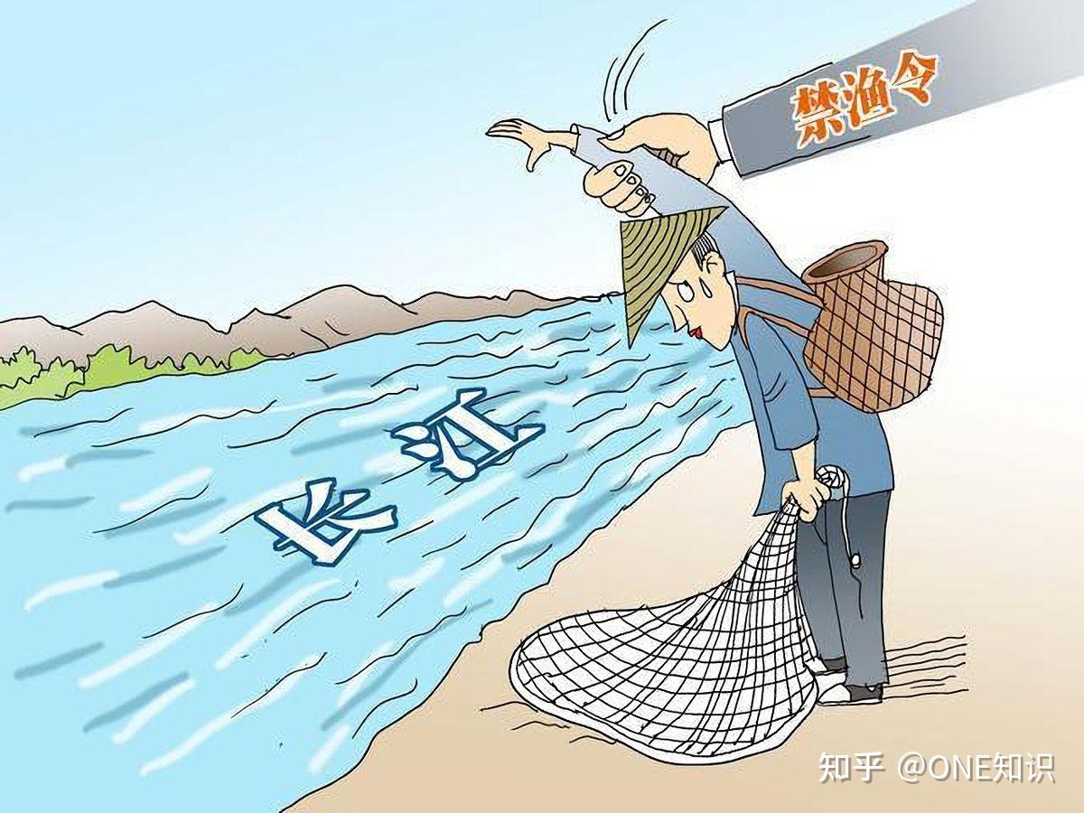 长江万州鱼群密集居民直呼罕见十年禁渔有效它们回来了