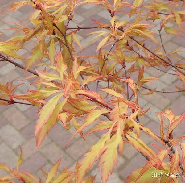 枫情万种论枫树的分类