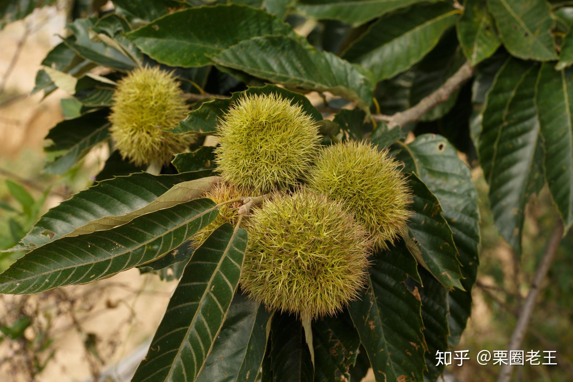 【老王说栗】这里是板栗种植的“六大门派”,看看有没有你的家乡? - 知乎