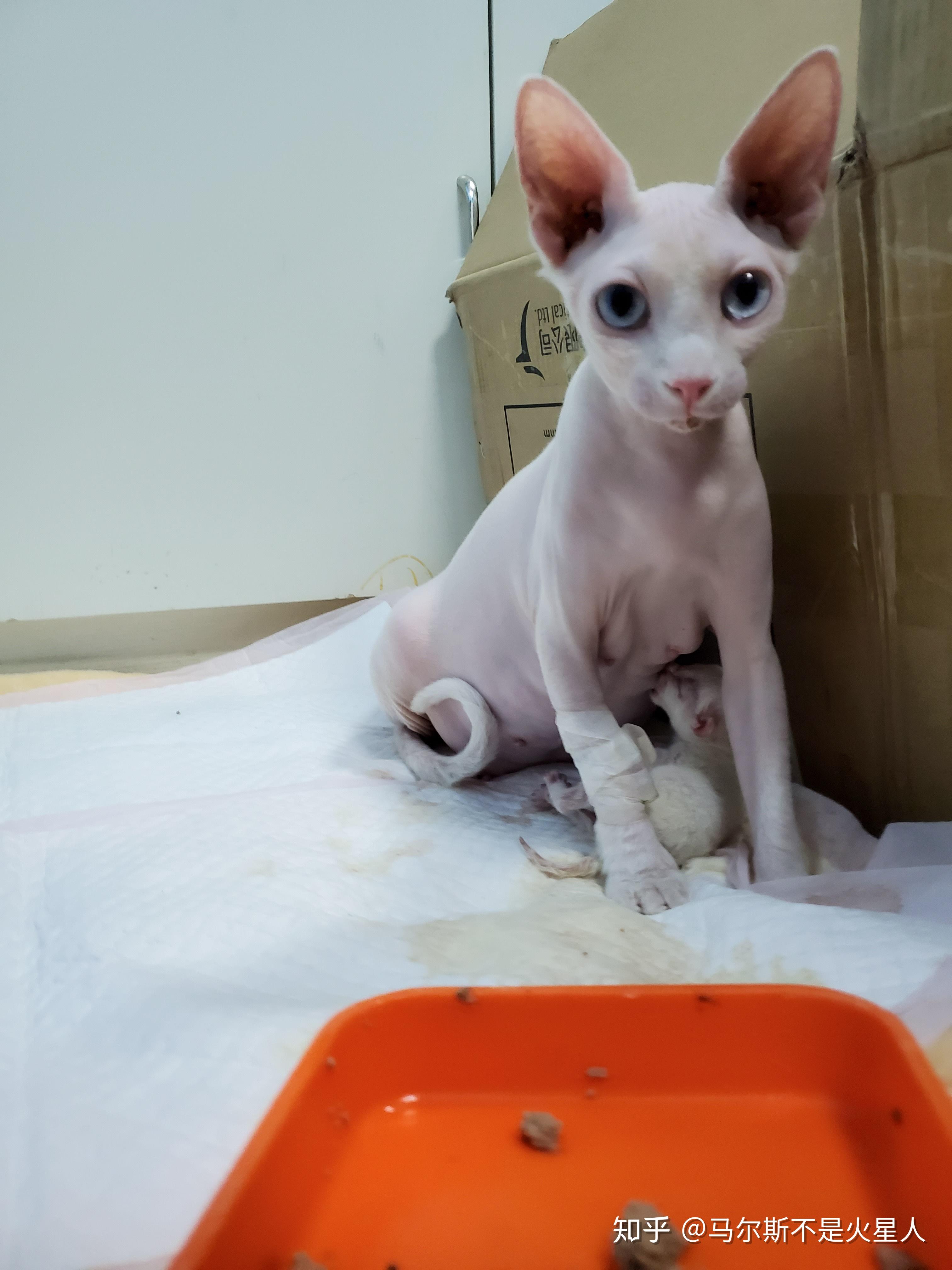 直播一只斯芬克斯无毛猫74英短蓝白的怀孕到生产