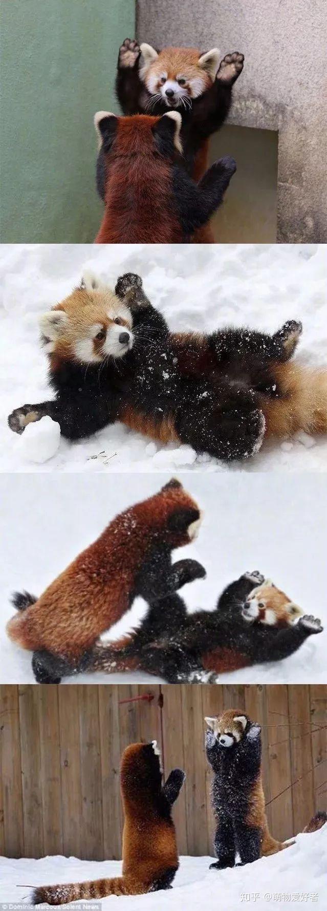 【小熊猫的威吓】