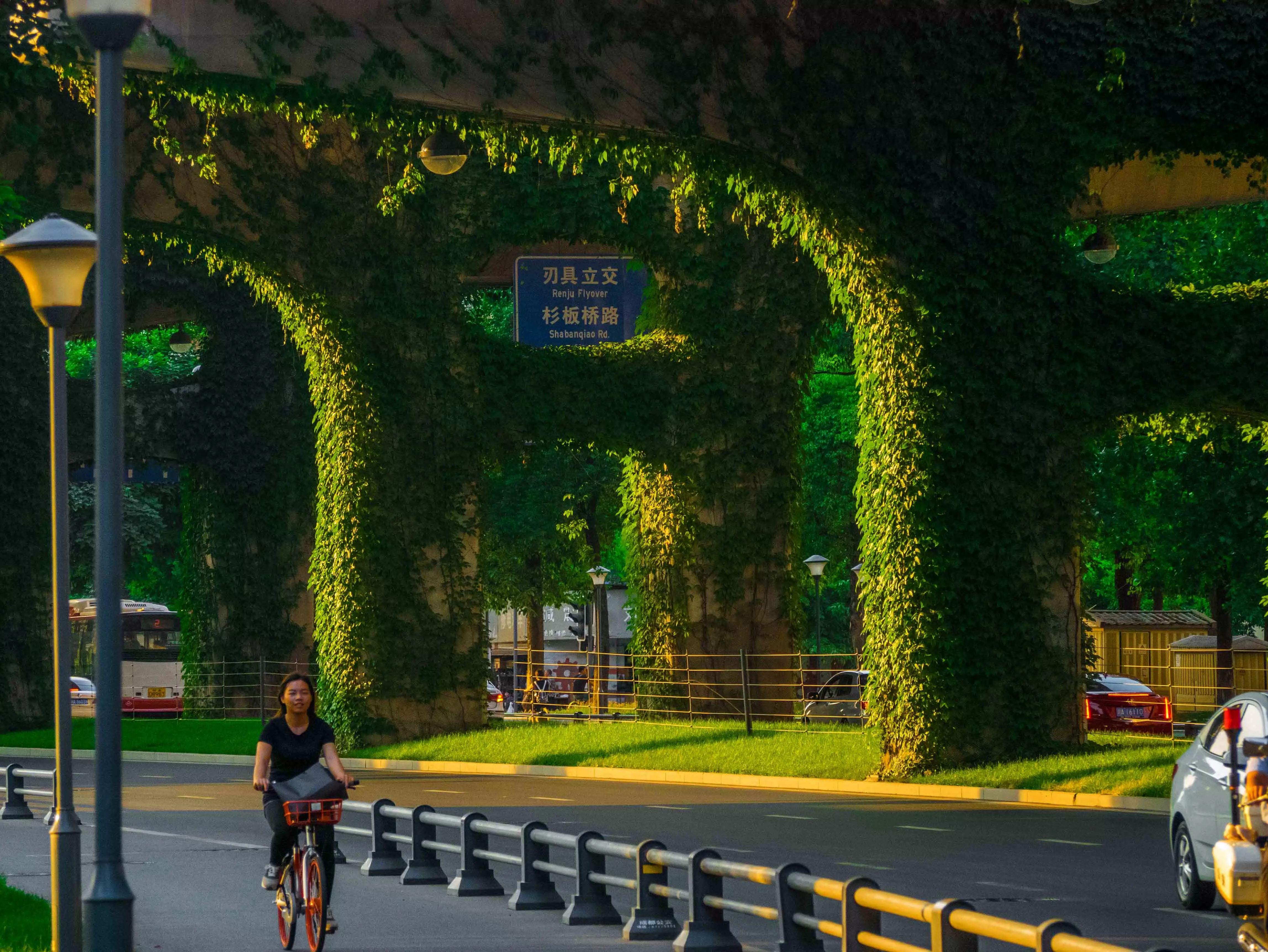 美桥墩铺满爬山虎成都二环高架绿意盎然