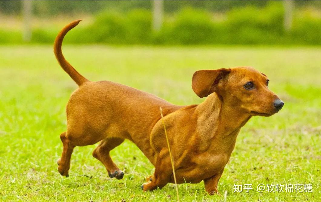 腊肠犬智商排名图片