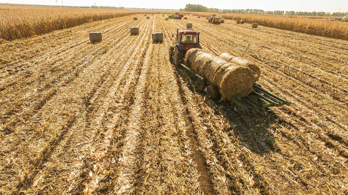 2020年,美国农业部,玉米报告的3个重大失误汇总