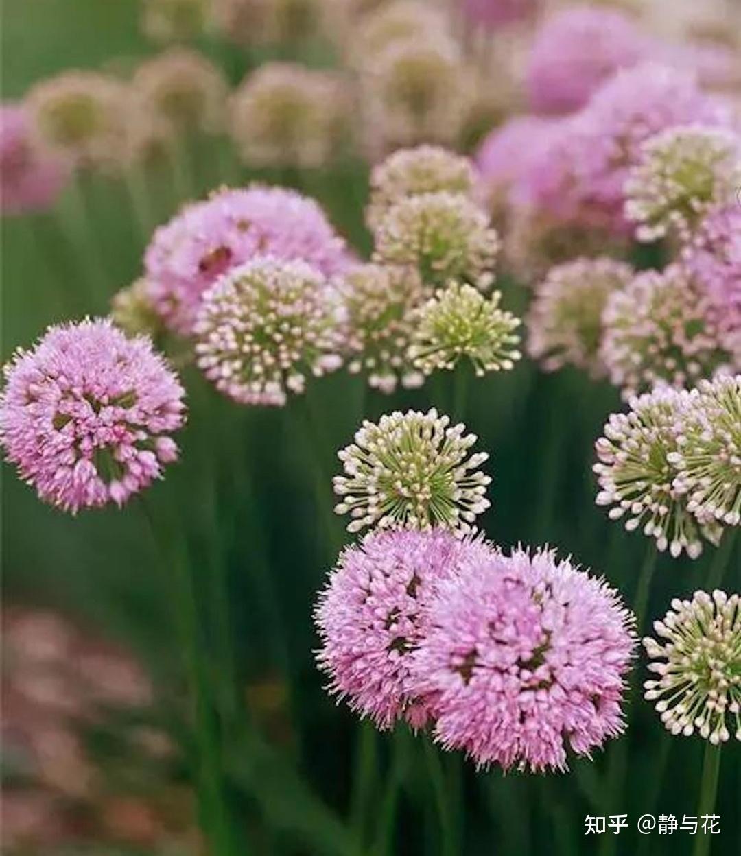 大花葱的花语是聪明可爱,因此在花店也是很常见的,可以买来