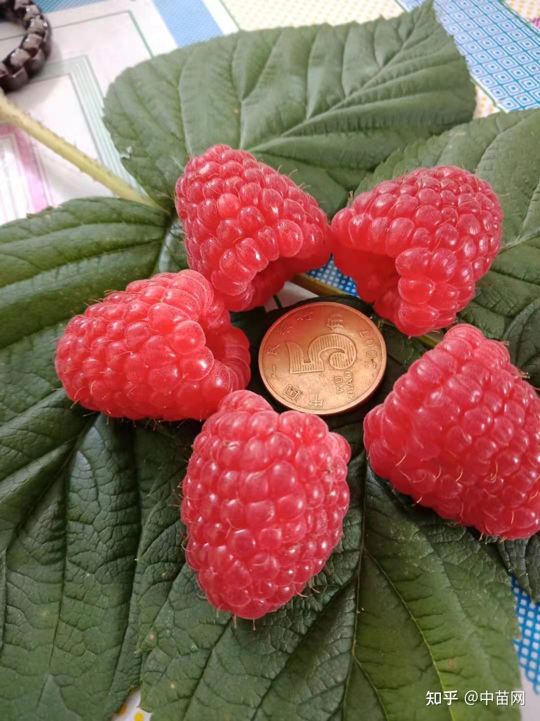 秋萍双季红树莓果味甜美甘爽多汁富含多种营养成份市场潜力大