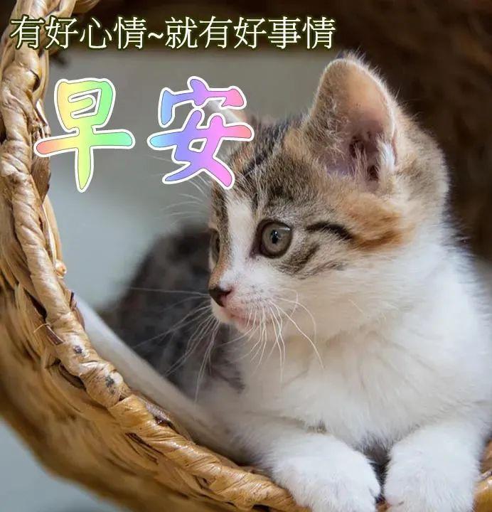 猫咪早安图片带字图片图片