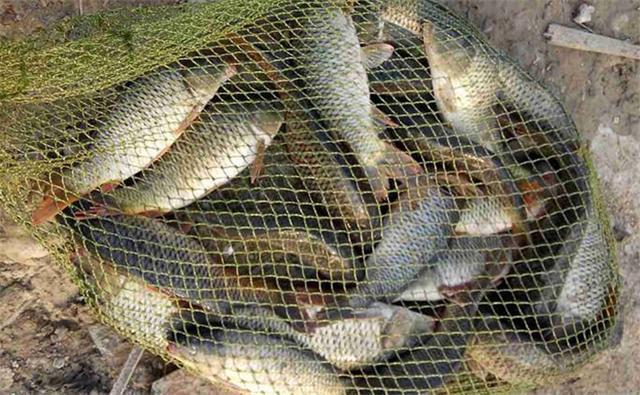 黑坑爆护钓鲤鱼饵料分享经济实惠好用不贵