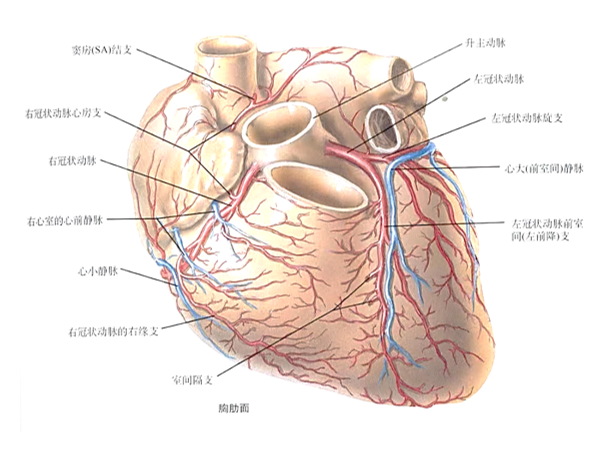 心脏解剖 冠状动脉