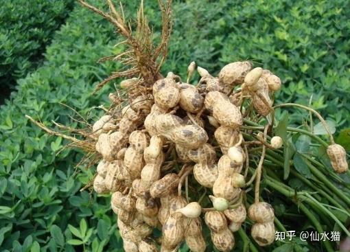 花生根居然可以治习惯性流产 - 知乎