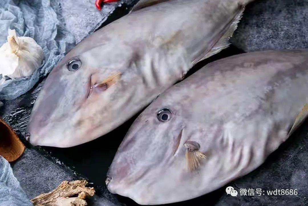 买鱼时，认准这8种纯野生海鱼，难以人工养殖，很多人都不知道 - 知乎