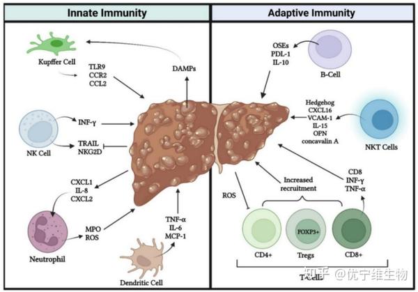 Systemic Immunity In NAFLD&NASH : Total Solution All In One - 知乎