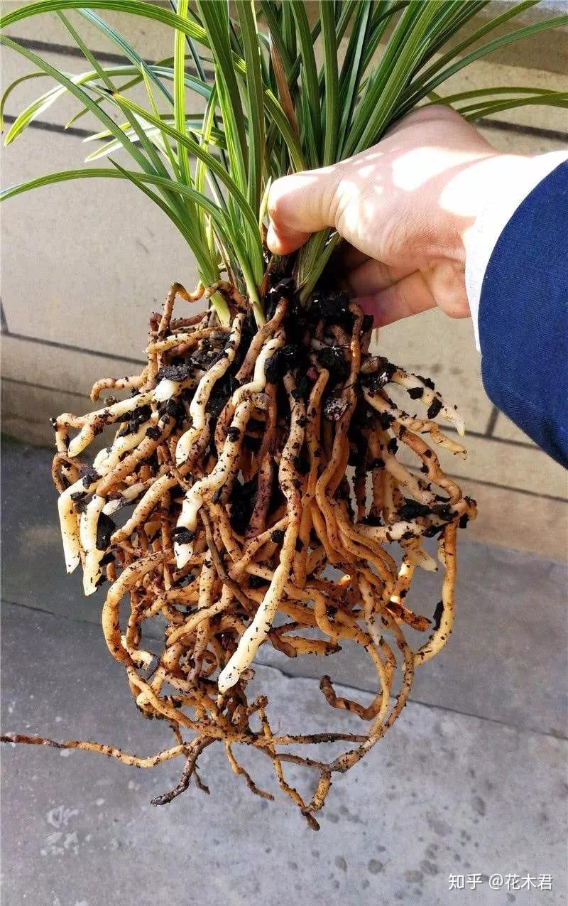 什么叫兰花服盆,怎么观察,如何服盆?