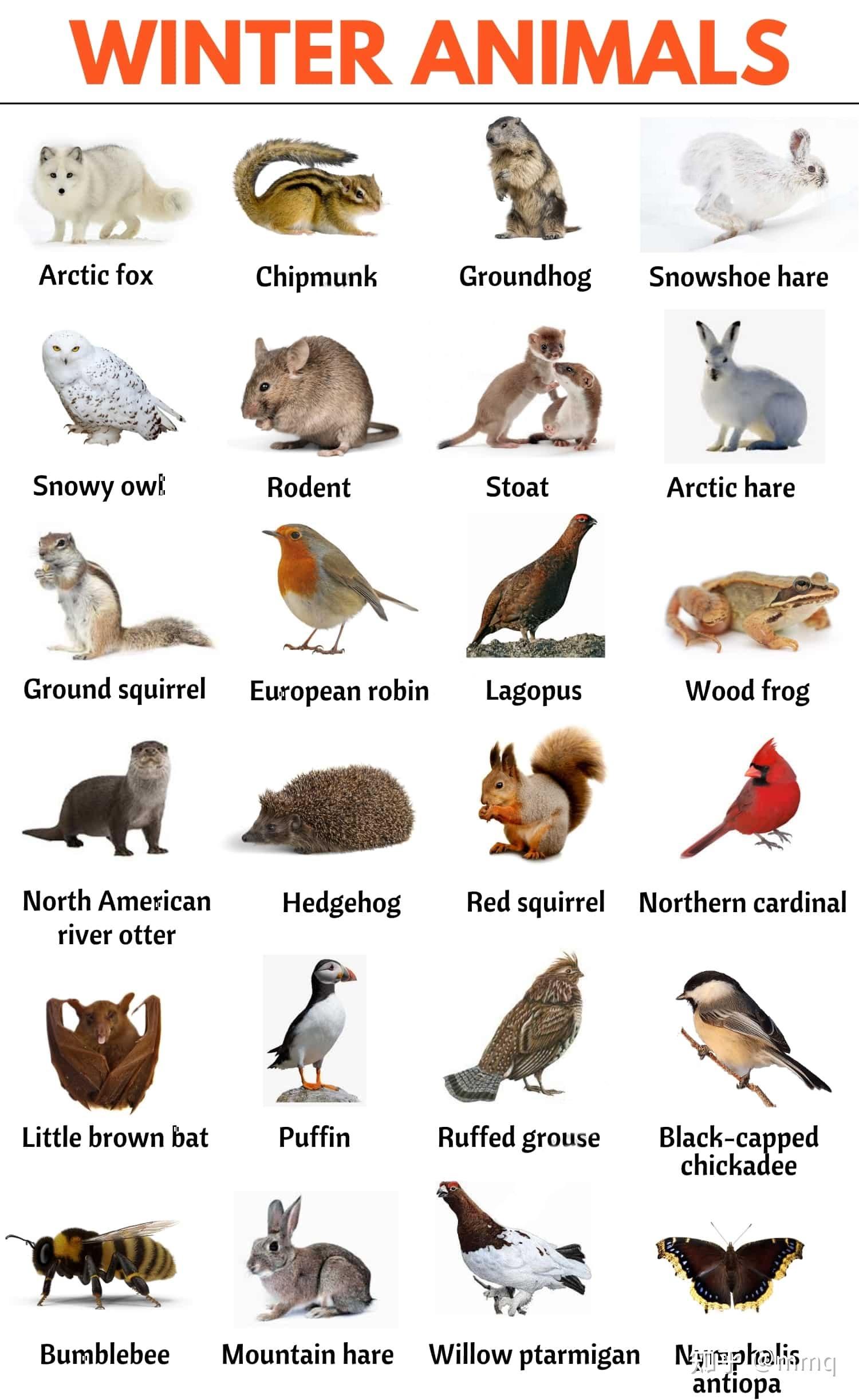增加词汇量24种冬季动物els图片清单