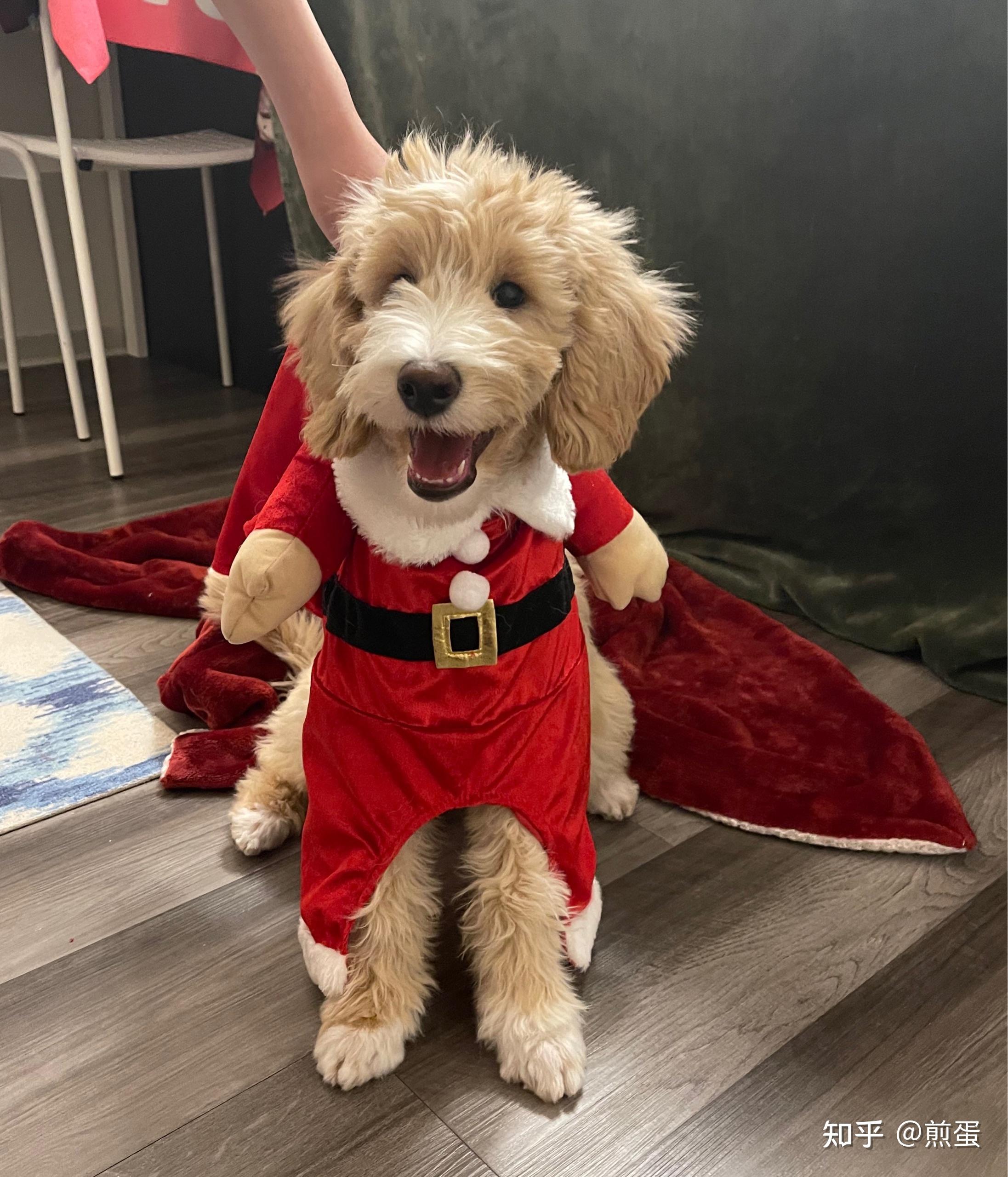 金毛和巨型贵宾犬杂交后代怎么样? - 知乎