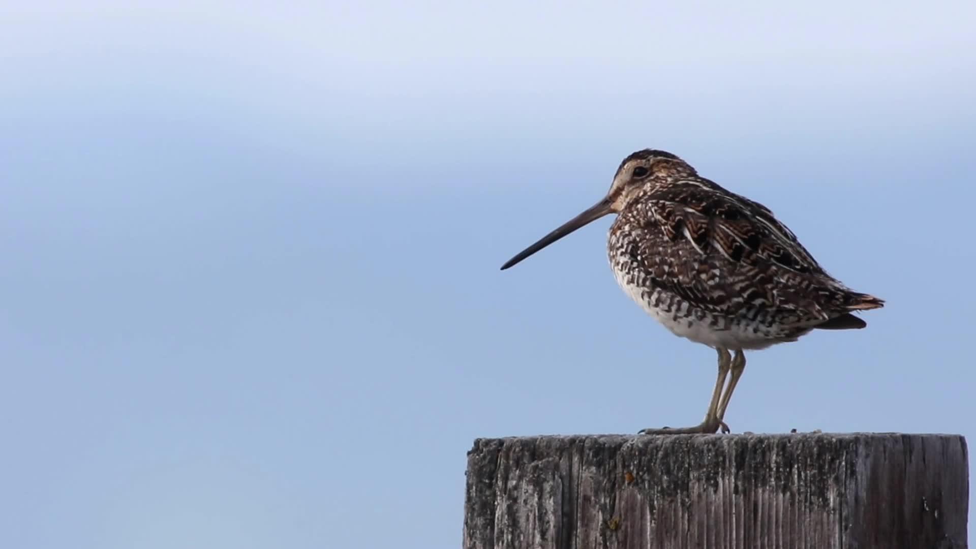 经常在湖边发现的鸟,原来是林鹬,有着长长的嘴巴