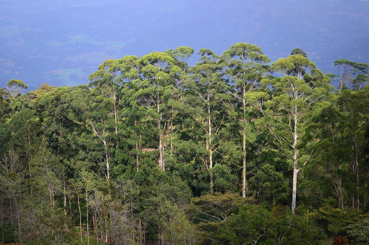 4. 独木成林之树