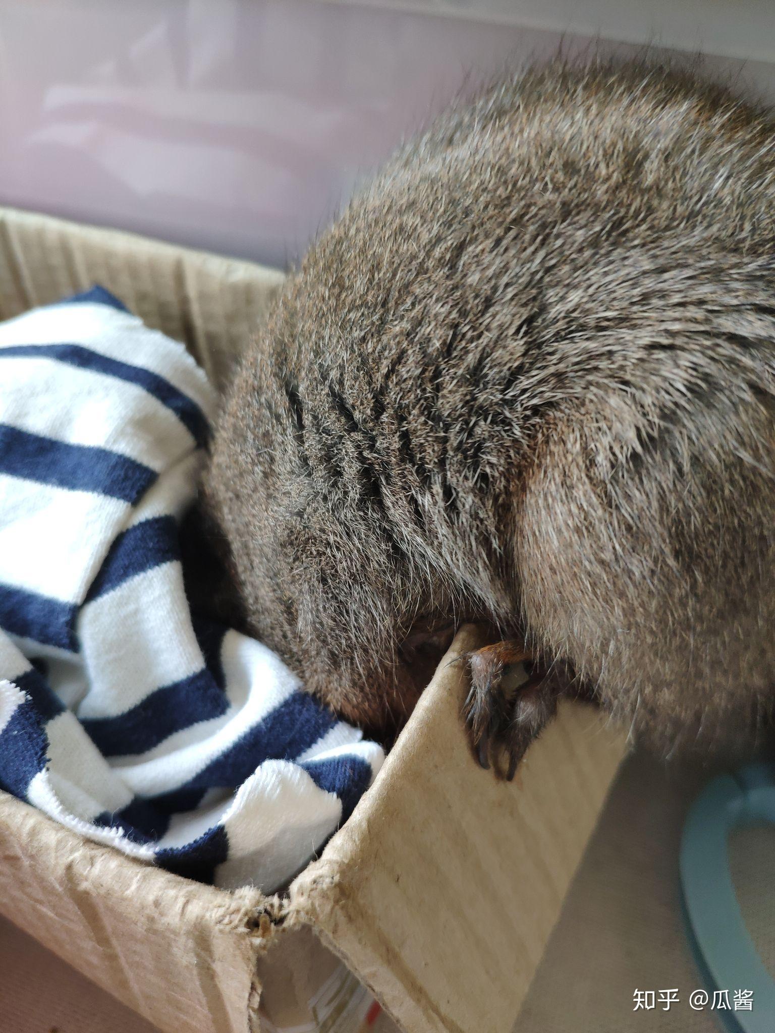 如何养只没心没肺的魔王松鼠