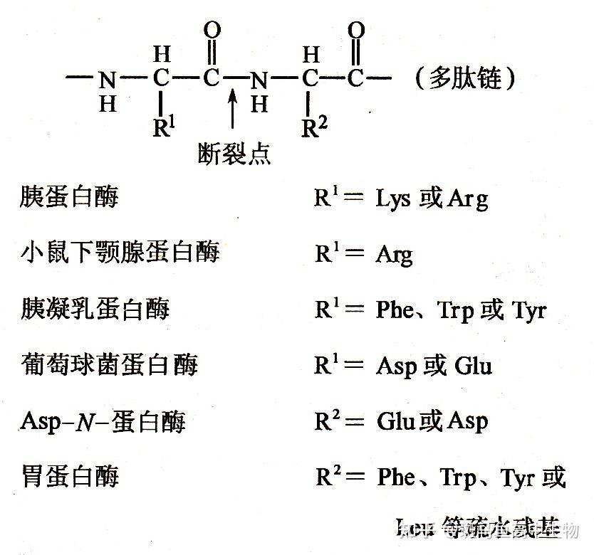 胰蛋白酶能彻底水解蛋白质吗