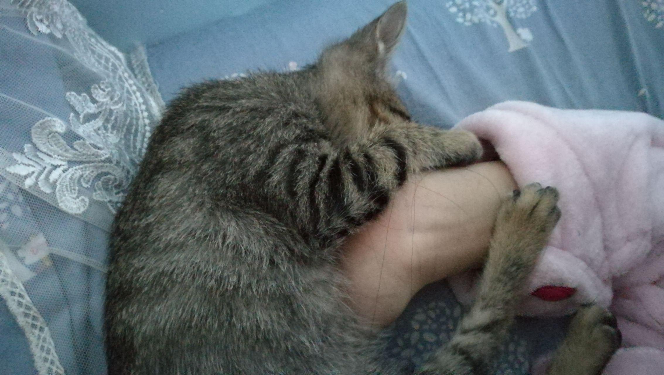 猫咪怎么才能好好相处 v2-e781073db8d65c4027864d7ecdf3ee7e_r.jpg