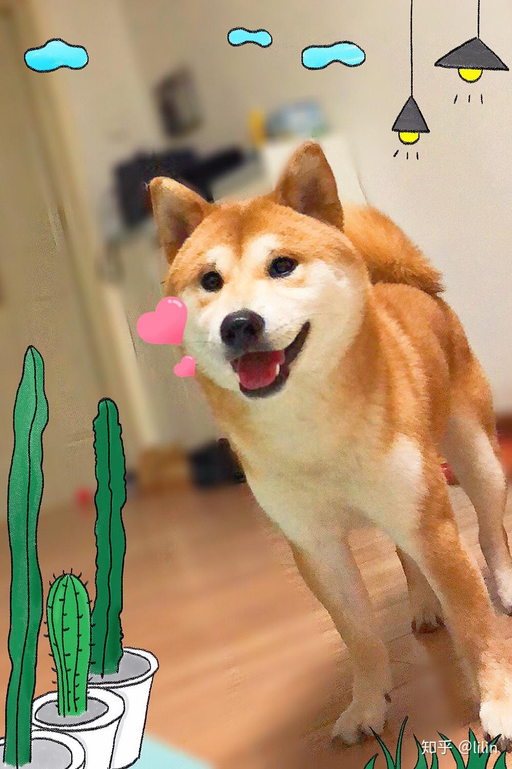 谁看过微笑狗,怎么回事? - 知乎