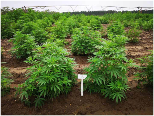 大麻那些种子 续 知乎 大麻那些种子 续 知乎