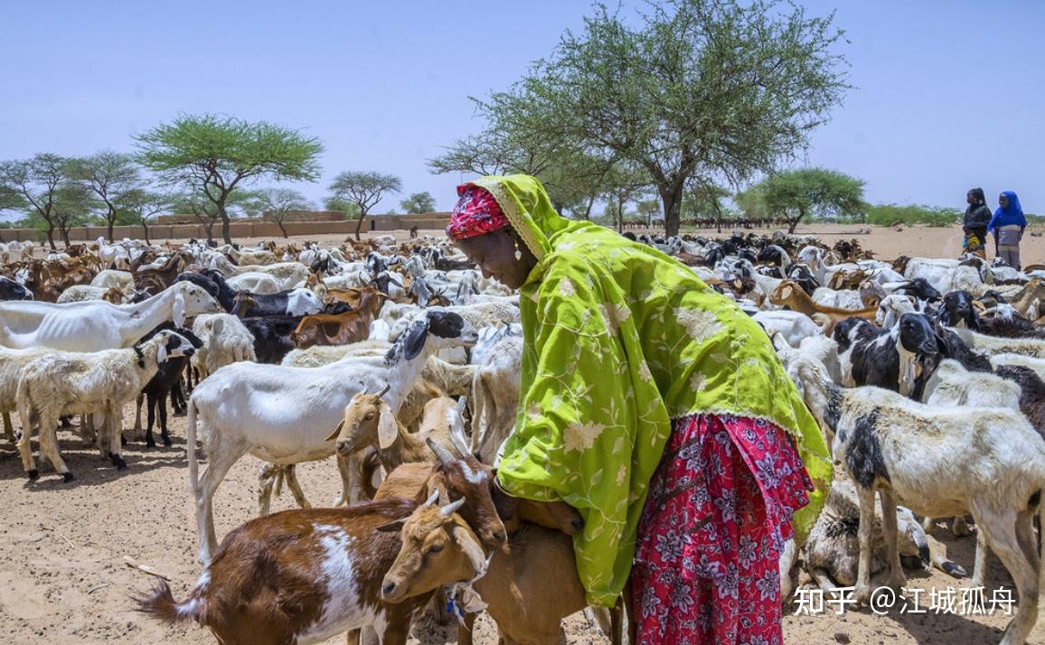非洲人为什么不养羊? - 知乎