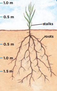 不同地方的植物的根各有什么特点 知乎