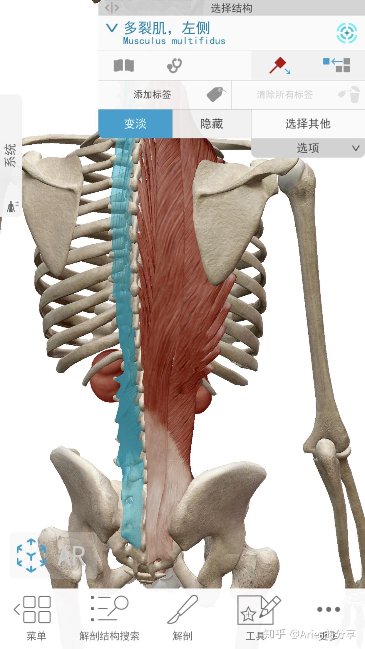 多裂肌和竖脊肌到底如何区分,它们的作用有哪些相同之处和不同之处?