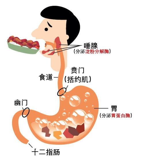 胃酸能杀死酵素?