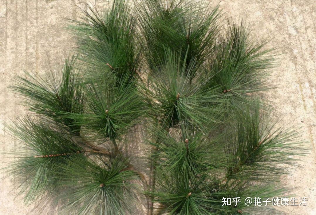 农村人当柴火烧的松针,用来煮水喝有多种功效,但有2点要注意 - 知乎