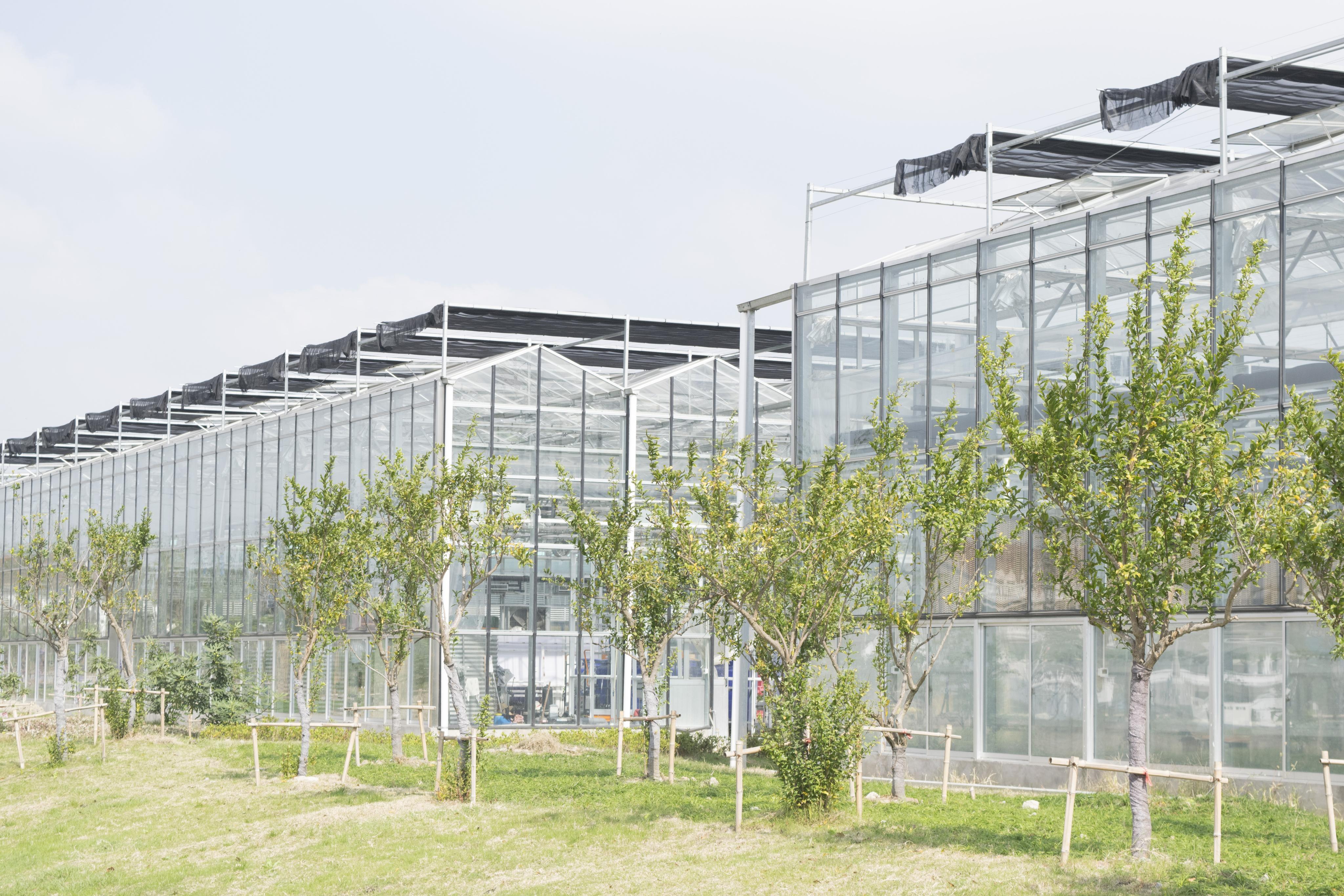 五分钟带你看完荷兰venlo温室从开始建造到蔬菜生长的全过程 知乎 五分钟带你看完荷兰venlo温室从开始建造到蔬菜生长的全过程 知乎
