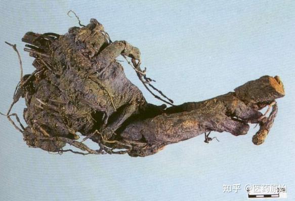 带你识别京大戟