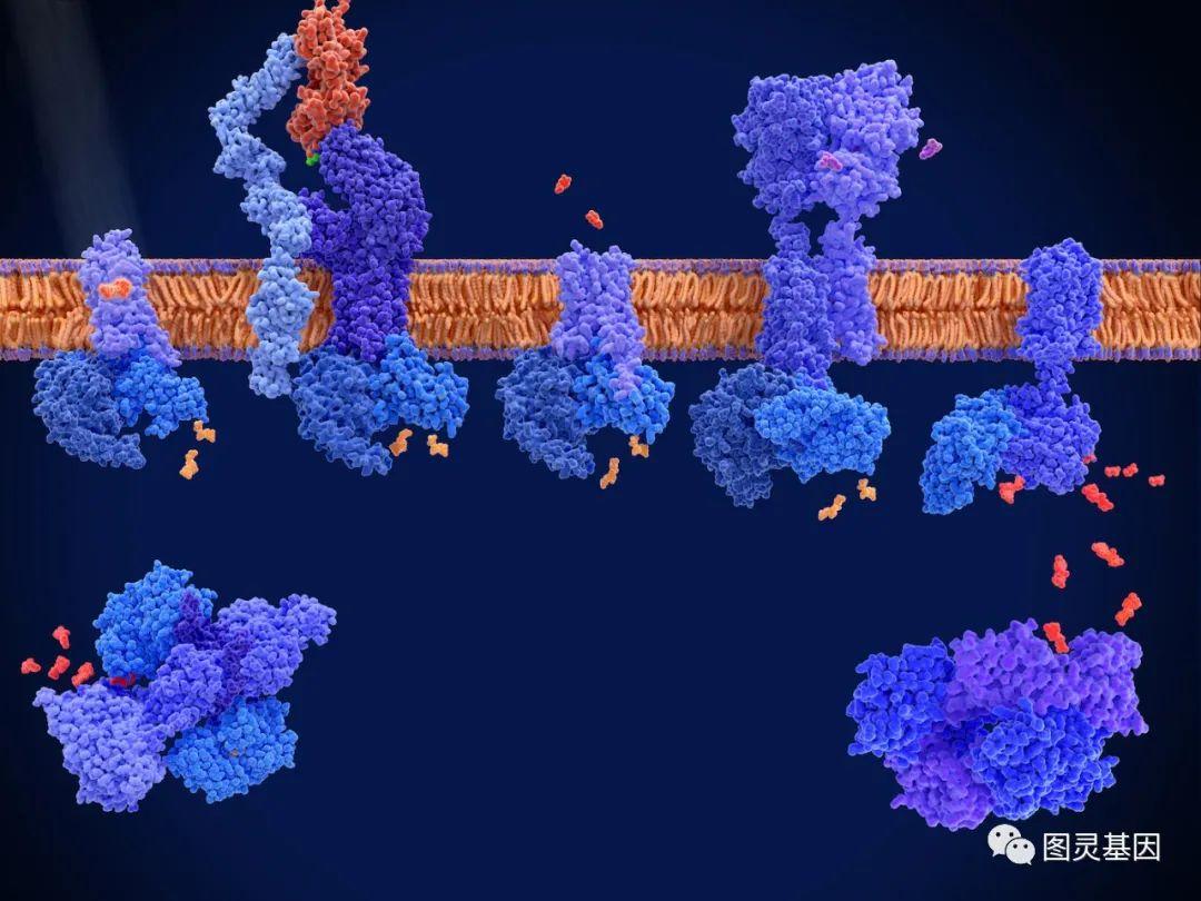 cell-reports-gpcr