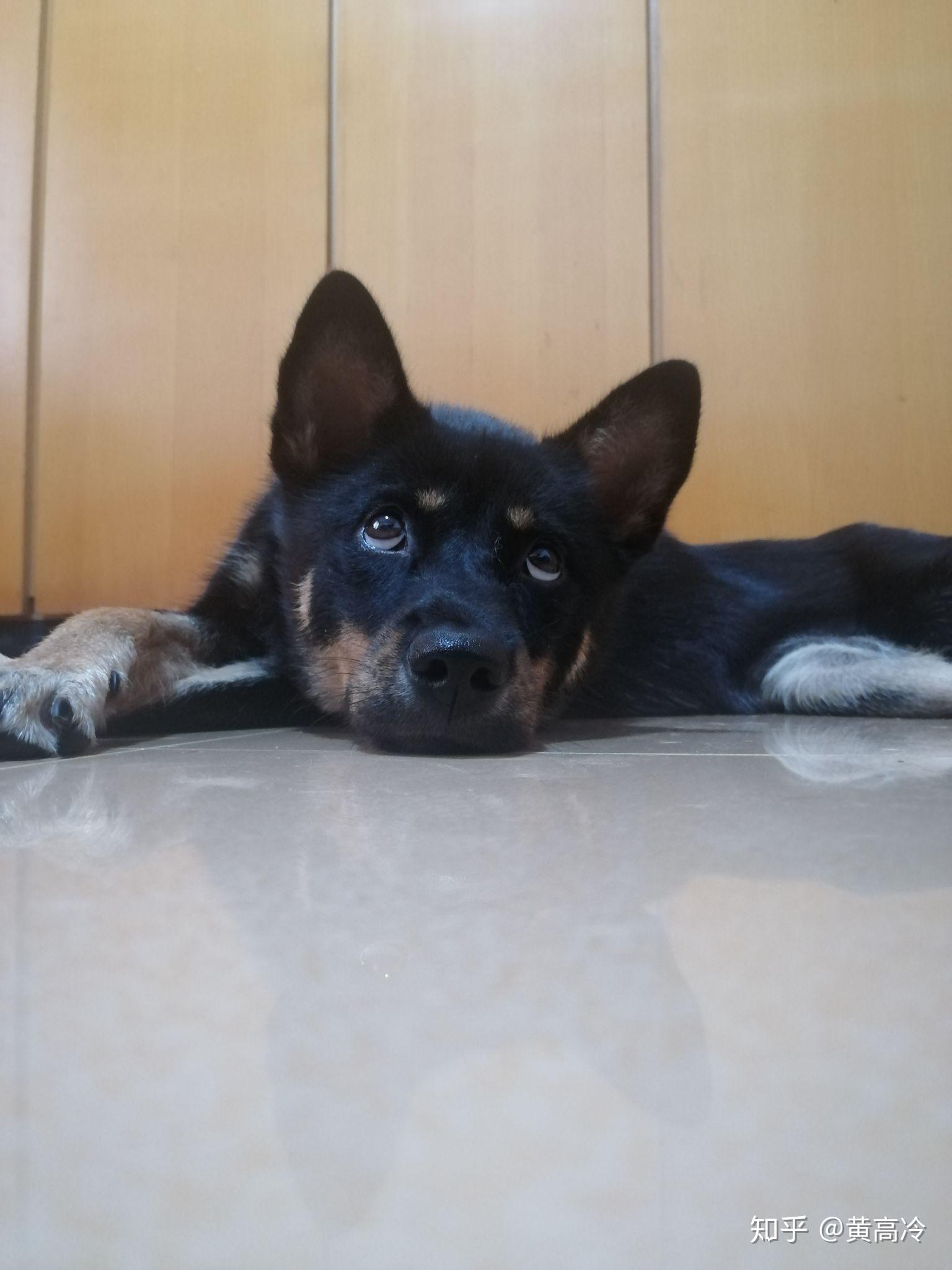 如何挑选四眼铁包金铁包银田园犬