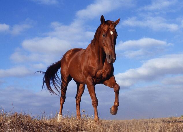 大白课 解密马的性生活 原来是这样生小马仔的 知乎 大白课 解密马的性生活 原来是这样生小马仔的 知乎